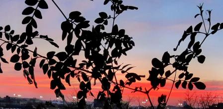 El amanecer de las hojas en Sant Andreu.