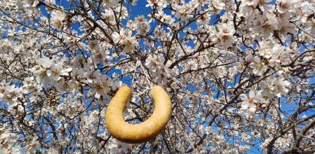 Butifarra de huevo colgada de un almendro en flor por el Dijous Gras.