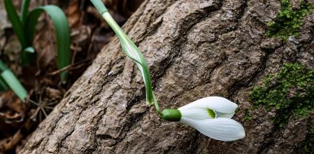 El lirio de nieve abraza al árbol.