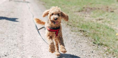 Branded ECI Mascotas paseos perro