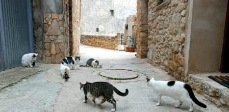 Gatos callejeros en Isona.