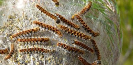 El contacto con una oruga podría convertirse en una situación de vida o muerte para nuestro amigo de cuatro patas