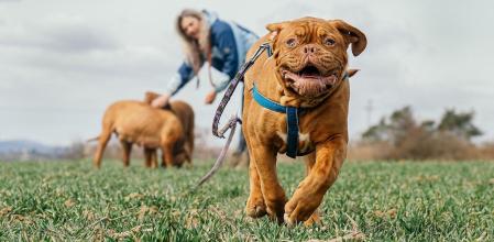 canal PELUDOS Mejora Continua