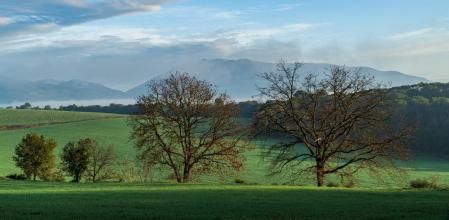 El 'verdeo' en los campos de Sant Antoni de Vilamajor.