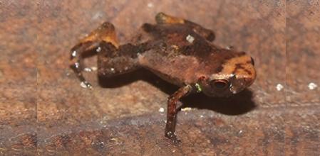 Ejemplar macho de 'Brachycephalus pulex', especie descubierta en 2011 endémica de Brasil  .