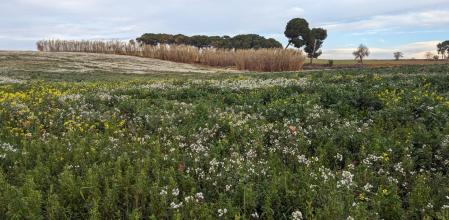La primavera de febrero en Gallecs.