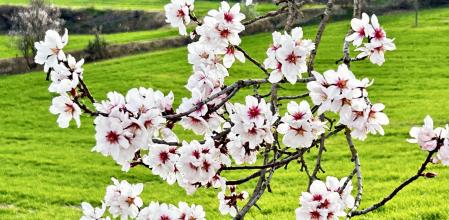 Primavera de febrero en Ribera d’Ondara.