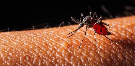 Las poblaciones de mosquitos se pueden reducir debido a la falta de agua pero los expertos advierten de que pueden ser solo cambios puntuales .