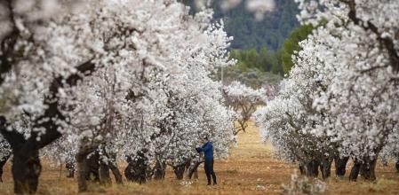 El municipio de Mula cuenta con casi 21.000 hectáreas de almendros