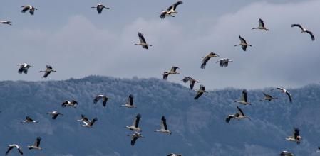 Cigüeñas en Osona.