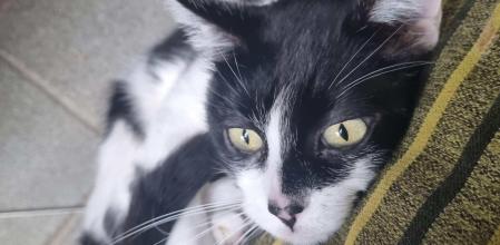 Margarita, gata europea de 4 años, busca familia en Barcelona