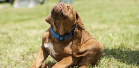 Un perro rascándose la oreja.