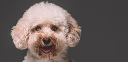 Carácter, origen y todo lo que tienes que saber de los caniches