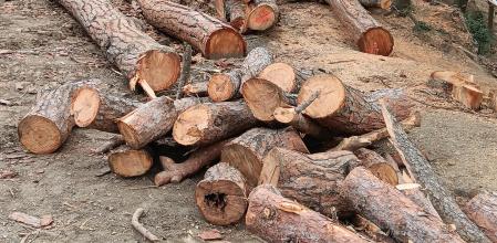 Zona de tala de árboles en Collserola.