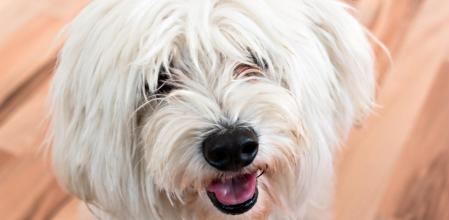 Bichón Maltés, todo lo que tienes que saber