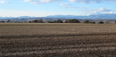 Reto visual: ¿Cuántos pájaros aparecen en esta fotografía?