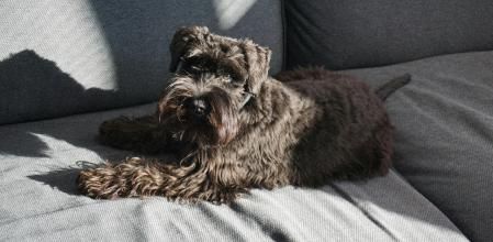 Retira fácilmente los pelos de tu perro de tu hogar con estos artilugios.