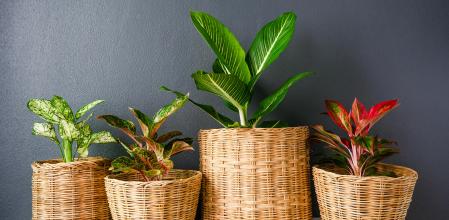 Cuatro maceteros de mimbre.