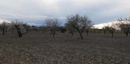 Reto visual: ¿Cuál de estos árboles es el único que no es un almendro?