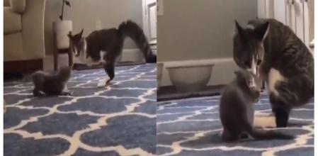 La enternecedora escena de una gata sin patas delanteras jugando con su cría