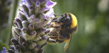 Abejorro en Collserola.