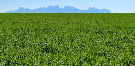 La gran perspectiva verde de Montserrat.
