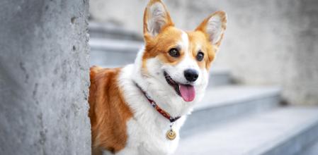 El Corgi es conocido por su carácter vivaz