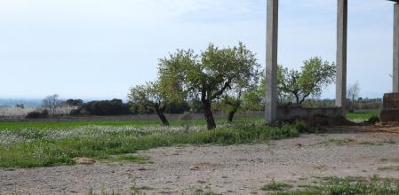 Reto visual: ¿Eres capaz de ver a los dos cernícalos?
