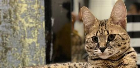 Facebook Amelia Maltepe