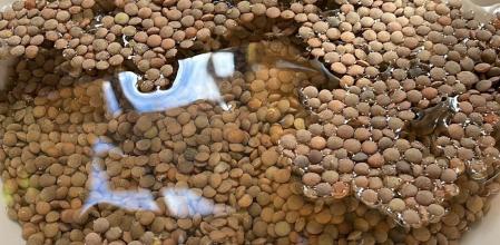 El tiempo que pasan las lentejas a remojo da para plantearse serias dudas existenciales.