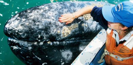 (GERMANY OUT) Mexico - tourist at whale watching at the coast of Baja California (Photo by Knut Müller/ullstein bild via Getty Images)