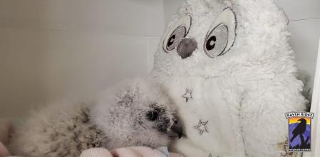 Se espera que el animal se adapte bien cuando le cambien el peluche por uno de su misma especie