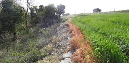 Reto visual: ¿Dónde está la mariposa?