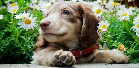 La educación canina en cachorros. Él marca las reglas