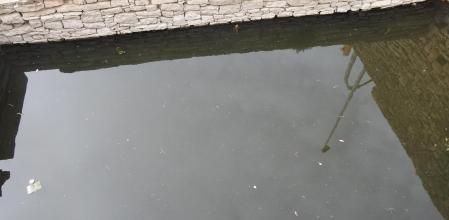 Reto visual: ¿Dónde está la rana?