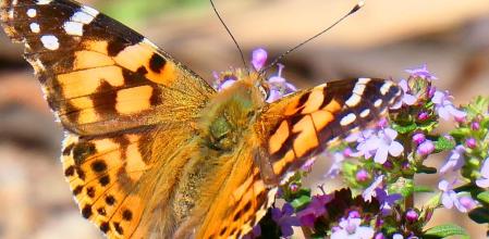Vanesa de los cardos.