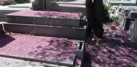 Flores del amor en las tumbas de la Almudena.