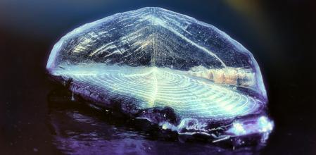Detalle de una velella.