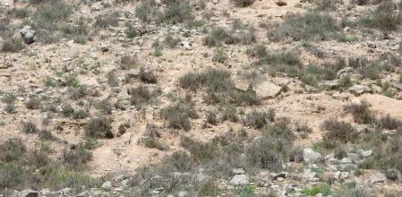 Reto visual: ¿Dónde está la perdiz?