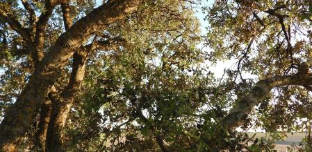 Reto visual: ¿Cuántos espárragos verdes hay en esta fotografía?