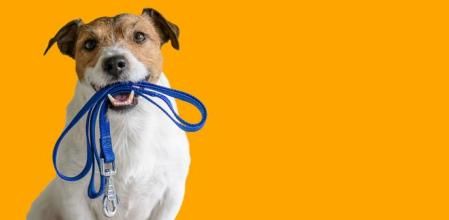 Un perro feliz con su correa.