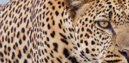 Leopard hunting in savannah