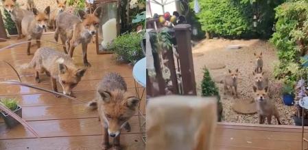 familia zorros comida