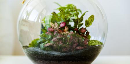 Los jardines eternos se desarrollan en terrarios u otros recipientes de cristal cerrados.