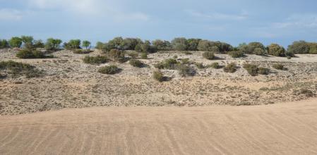 Reto visual: ¿Dónde está el corzo?