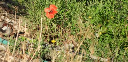 Reto visual: ¿Cuántos gorriones puedes ver en esta fotografía?