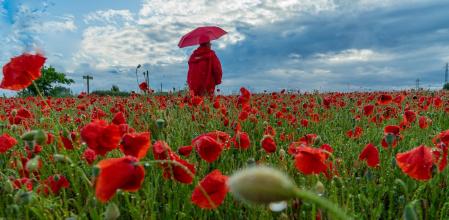 El campo de amapolas de Manlleu luce en el día de San Isidro Labrador.