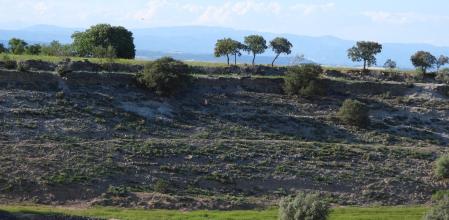 Reto visual: ¿Cuántos milanos aparecen en esta fotografía?