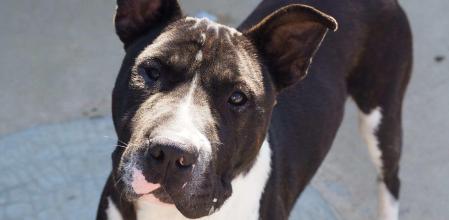 Soul es un perro mestizo de 6 años que necesita una familia