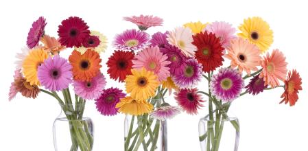 Las gerberas destacan por sus pétalos de colores alegres y aterciopelados.